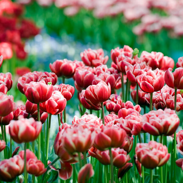 PLANT IN A BOX - Tulipe - Set de 15 - Tulipa 'Drumline' - Bulbes à fleurs - Rose - large