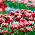 PLANT IN A BOX - Tulipe - Set de 15 - Tulipa 'Drumline' - Bulbes à fleurs - Rose - vignette