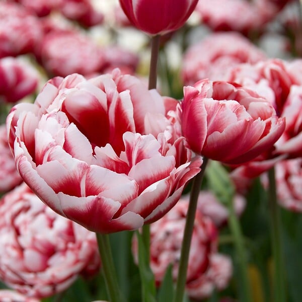 PLANT IN A BOX - Tulipe - Set de 15 - Tulipa 'Drumline' - Bulbes à fleurs - Rose - large