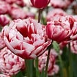 PLANT IN A BOX - Tulipe - Set de 15 - Tulipa 'Drumline' - Bulbes à fleurs - Rose - vignette