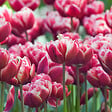 PLANT IN A BOX - Tulipe - Set de 15 - Tulipa 'Drumline' - Bulbes à fleurs - Rose - vignette