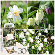 PLANT IN A BOX - Coffret Jardin Humide - 30 bulbes pour endroits humides et pluvieux - vignette
