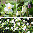 PLANT IN A BOX - Coffret Jardin Humide - 30 bulbes pour endroits humides et pluvieux - vignette