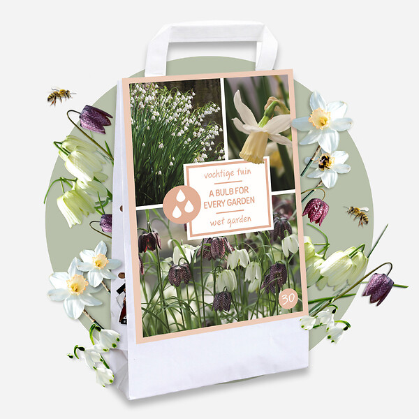 PLANT IN A BOX - Coffret Jardin Humide - 30 bulbes pour endroits humides et pluvieux - large