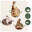 PLANT IN A BOX - Coffret Jardin Humide - 30 bulbes pour endroits humides et pluvieux - vignette