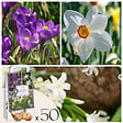 PLANT IN A BOX - Coffret Jardin Ombragé - 50 bulbes pour ombre & mi-ombre - vignette