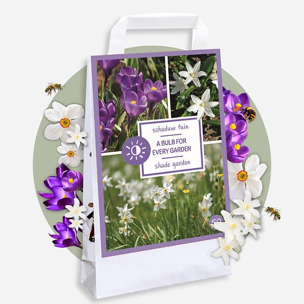 PLANT IN A BOX - Coffret Jardin Ombragé - 50 bulbes pour ombre & mi-ombre - large