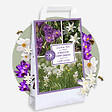 PLANT IN A BOX - Coffret Jardin Ombragé - 50 bulbes pour ombre & mi-ombre - vignette