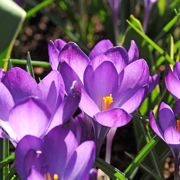 PLANT IN A BOX - Coffret Jardin Ombragé - 50 bulbes pour ombre & mi-ombre - large