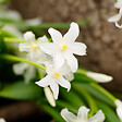 PLANT IN A BOX - Coffret Jardin Ombragé - 50 bulbes pour ombre & mi-ombre - vignette