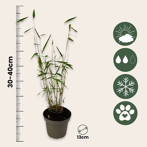 PLANT IN A BOX - Bambou non-traçant - Set de 3 - Fargesia 'Blue Dragon' - Hauteur 30-40cm - ⌀13cm - large