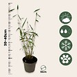 PLANT IN A BOX - Bambou non-traçant - Set de 3 - Fargesia 'Blue Dragon' - Hauteur 30-40cm - ⌀13cm - vignette