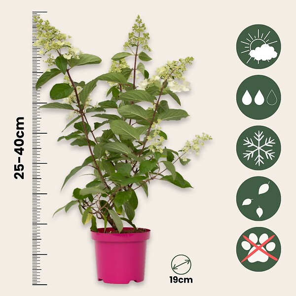 PLANT IN A BOX - Hortensia - Hydrangea paniculata 'Pinky Winky' - Hauteur 25-40cm - ⌀19cm - large