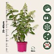 PLANT IN A BOX - Hortensia - Hydrangea paniculata 'Pinky Winky' - Hauteur 25-40cm - ⌀19cm - vignette