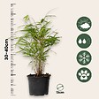 PLANT IN A BOX - Bambou Bleu - Set de 6 - Fargesia papyrifera 'Grex' - Hauteur 30-40cm - ⌀13cm - vignette