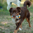 FIDELAMI - os caoutchouc 15cm - vignette