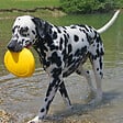FIDELAMI - frisbee flottant - vignette