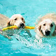 FIDELAMI - branche flottante - vignette
