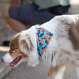 FIDELAMI - collier bandana motif "dog" l - vignette