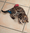 FIDELAMI - lot 3 souris tissu - vignette
