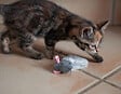 FIDELAMI - souris douce - vignette