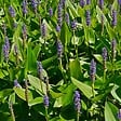 BLOOMIQUE - Lot de 3 Plantes de Bassin - Pontédérie - Acorus - Iris - vignette