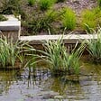 BLOOMIQUE - Lot de 3 Plantes de Bassin - Pontédérie - Acorus - Iris - vignette