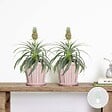 BLOOMIQUE - Lot de 2 - Ananas Mi Amigo - Ananas décoratif - Plante anti-ronflement - H. 30-40 cm - P. 12 cm - vignette