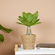 BLOOMIQUE - Brighamia Insignis - Palmier d'Hawaï - Plantes d'intérieur - Purifiant l'air - P. 12cm - H. 25-35 cm - vignette