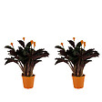 BLOOMIQUE - Lot de 2 - Calathea Crocata - Plante d'intérieur - Facile d'entretien - Purifiante - H. 30-40 cm - vignette