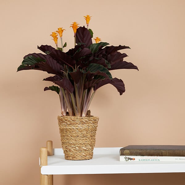 BLOOMIQUE - Lot de 2 - Calathea Crocata - Plante d'intérieur - Facile d'entretien - Purifiante - H. 30-40 cm - large