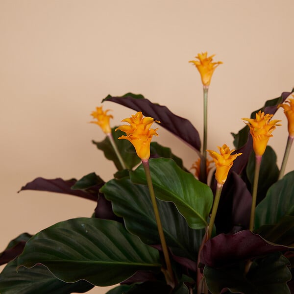 BLOOMIQUE - Lot de 2 - Calathea Crocata - Plante d'intérieur - Facile d'entretien - Purifiante - H. 30-40 cm - large