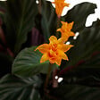 BLOOMIQUE - Lot de 2 - Calathea Crocata - Plante d'intérieur - Facile d'entretien - Purifiante - H. 30-40 cm - vignette
