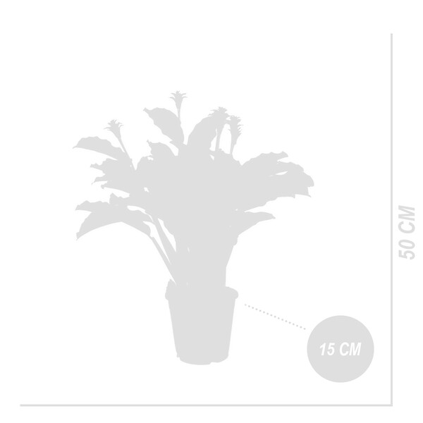 BLOOMIQUE - Lot de 2 - Calathea Crocata - Plante d'intérieur - Facile d'entretien - Purifiante - H. 30-40 cm - large