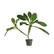 BLOOMIQUE - Plumeria Frangipanier - Arbre du Temple - Plantes d'intérieur fleuries - H. 60-70 cm - P. 17 cm - vignette
