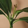 BLOOMIQUE - Plumeria Frangipanier - Arbre du Temple - Plantes d'intérieur fleuries - H. 60-70 cm - P. 17 cm - vignette