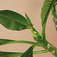 BLOOMIQUE - Plumeria Frangipanier - Arbre du Temple - Plantes d'intérieur fleuries - H. 60-70 cm - P. 17 cm - vignette