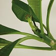 BLOOMIQUE - Plumeria Frangipanier - Arbre du Temple - Plantes d'intérieur fleuries - H. 60-70 cm - P. 17 cm - vignette
