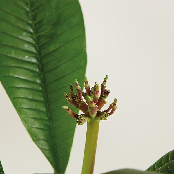 BLOOMIQUE - Plumeria Frangipanier - Arbre du Temple - Plantes d'intérieur fleuries - H. 60-70 cm - P. 17 cm - large