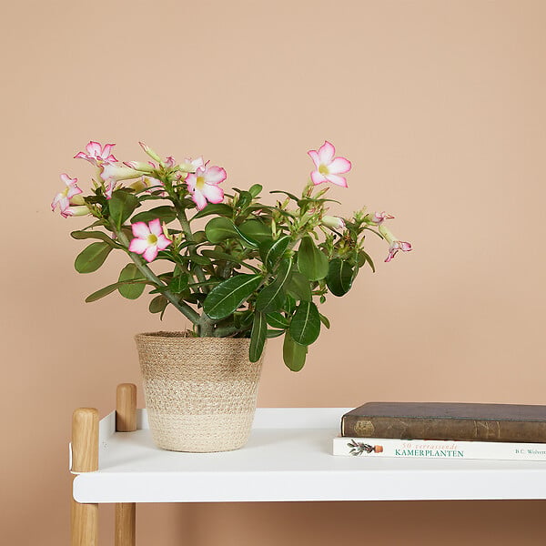 BLOOMIQUE - Adenium Obesum - Rose du Désert - Floraison - Plantes d'intérieur - P. 13cm - H. 25-35 cm - large
