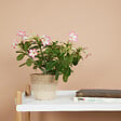 BLOOMIQUE - Adenium Obesum - Rose du Désert - Floraison - Plantes d'intérieur - P. 13cm - H. 25-35 cm - vignette
