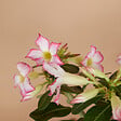 BLOOMIQUE - Adenium Obesum - Rose du Désert - Floraison - Plantes d'intérieur - P. 13cm - H. 25-35 cm - vignette