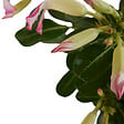 BLOOMIQUE - Adenium Obesum - Rose du Désert - Floraison - Plantes d'intérieur - P. 13cm - H. 25-35 cm - vignette