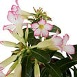 BLOOMIQUE - Adenium Obesum - Rose du Désert - Floraison - Plantes d'intérieur - P. 13cm - H. 25-35 cm - vignette