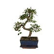 BLOOMIQUE - Bonsaï Zelkova - Forme en S - Bonsaï - Plantes d'intérieur - 15 cm de large - H. 20-30 cm - vignette