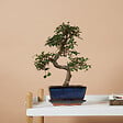 BLOOMIQUE - Bonsaï Zelkova - Forme en S - Bonsaï - Plantes d'intérieur - 15 cm de large - H. 20-30 cm - vignette