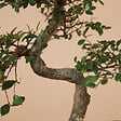 BLOOMIQUE - Bonsaï Zelkova - Forme en S - Bonsaï - Plantes d'intérieur - 15 cm de large - H. 20-30 cm - vignette