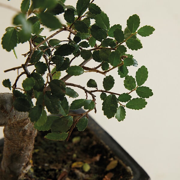 BLOOMIQUE - Bonsaï Zelkova - Forme en S - Bonsaï - Plantes d'intérieur - 15 cm de large - H. 20-30 cm - large