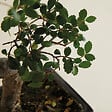 BLOOMIQUE - Bonsaï Zelkova - Forme en S - Bonsaï - Plantes d'intérieur - 15 cm de large - H. 20-30 cm - vignette