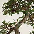 BLOOMIQUE - Bonsaï Zelkova - Forme en S - Bonsaï - Plantes d'intérieur - 15 cm de large - H. 20-30 cm - vignette